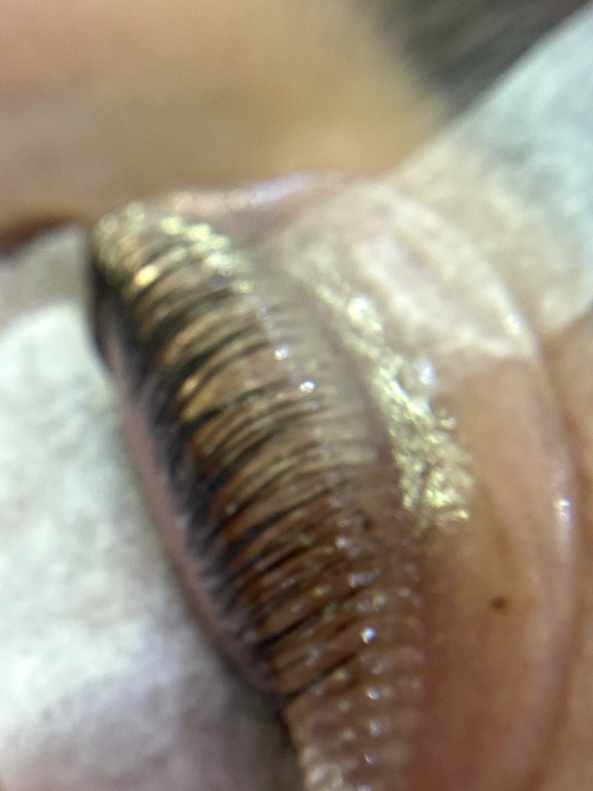 Trabalho de Manicure/Pedicure por Diane Rebeca em Vila Matilde, São Paulo — foto 20 de 28